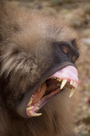 Gelada babian - stort gap!